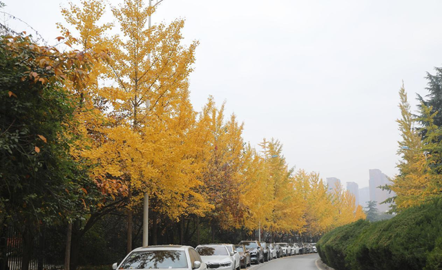 满城尽带“黄金甲”来高新区邂逅“银杏的幸福时光”