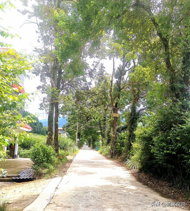 最美乡道的诗意叠影——九峰镇横坑村最美乡村公路之旅