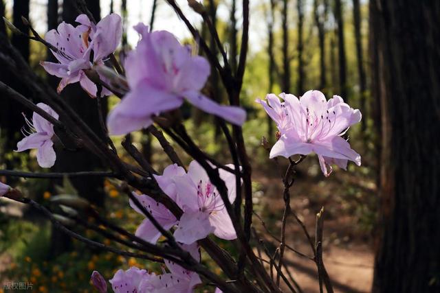还看映山红？安徽大别山深处万株野生映山蓝正开，免费的蓝紫梦境