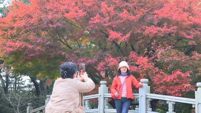 庐山景区开启2025年金秋赏枫季