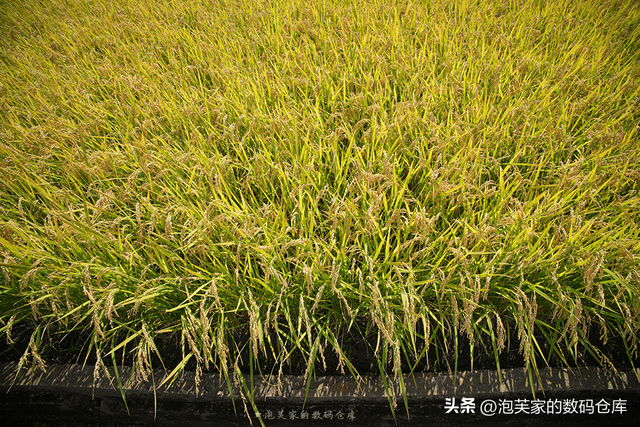 5999全画幅入门镜头？适马20-200mm 真一镜走天下 真刀锐奶化了！