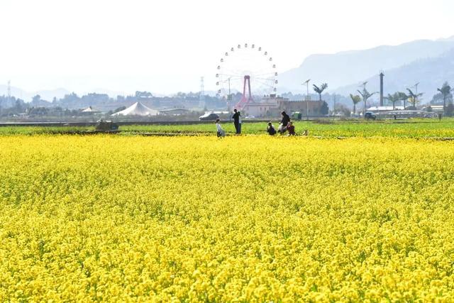 图说中国｜躲过冬日的寒，撞进南国的油菜花海