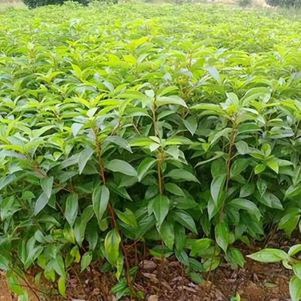 浙江大叔董红卫，将树叶磨成粉，一斤卖2万被疯抢，如今年入过亿