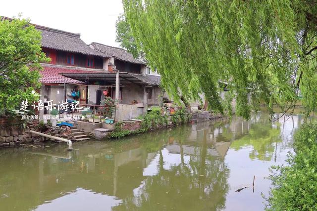 宁波江北发现一株苦楝树，临江而居很有诗意，少有人来但适合拍照