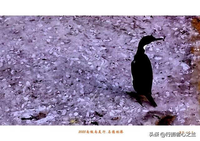 南极南美三国行游影记（71）—阿根廷马德林港（二）