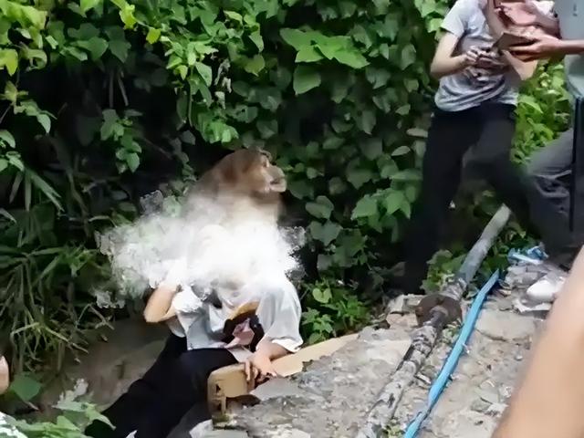 伤害1只也不行！2024年女游客徒步比赛被抓咬，十余只持续3分钟