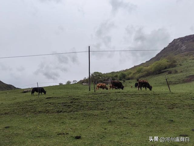 渭源双石门*石门雪山的杜鹃花