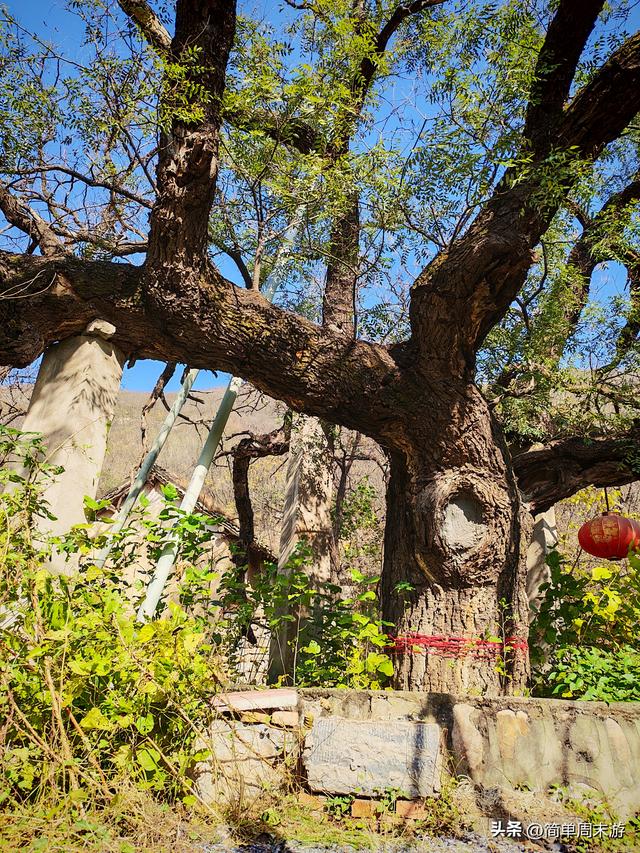 17）初冬暖阳里的16公里奔赴！济源黄河三峡藏着北方的“千岛湖”