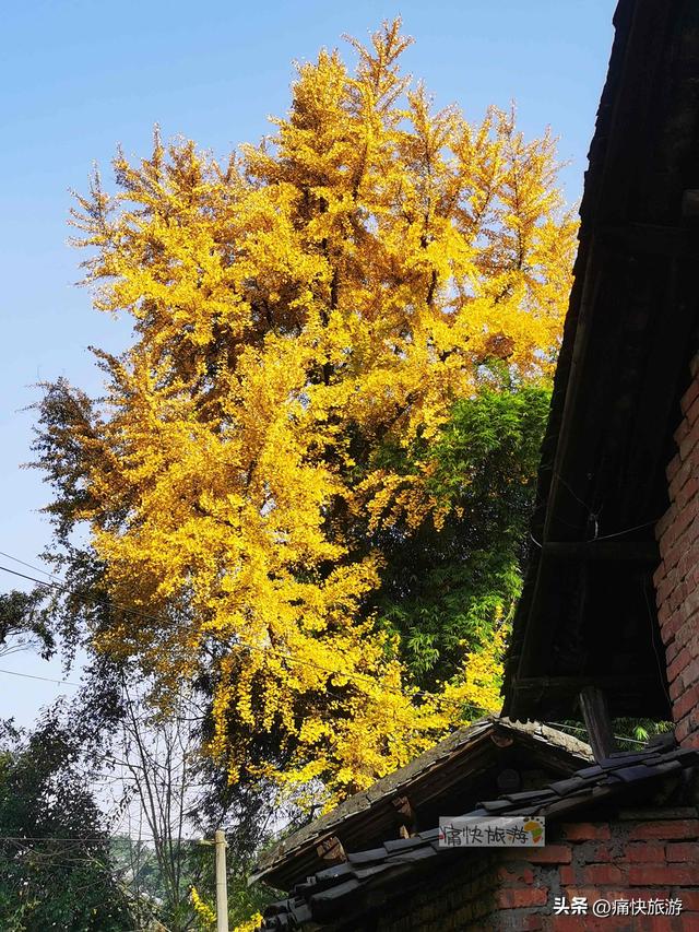 大安叶家沟古道旁的银杏黄