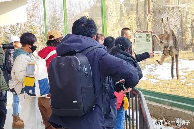 国宝百日庆·萌兽迎新年 兰州野生动物园邀您共赴自然之约