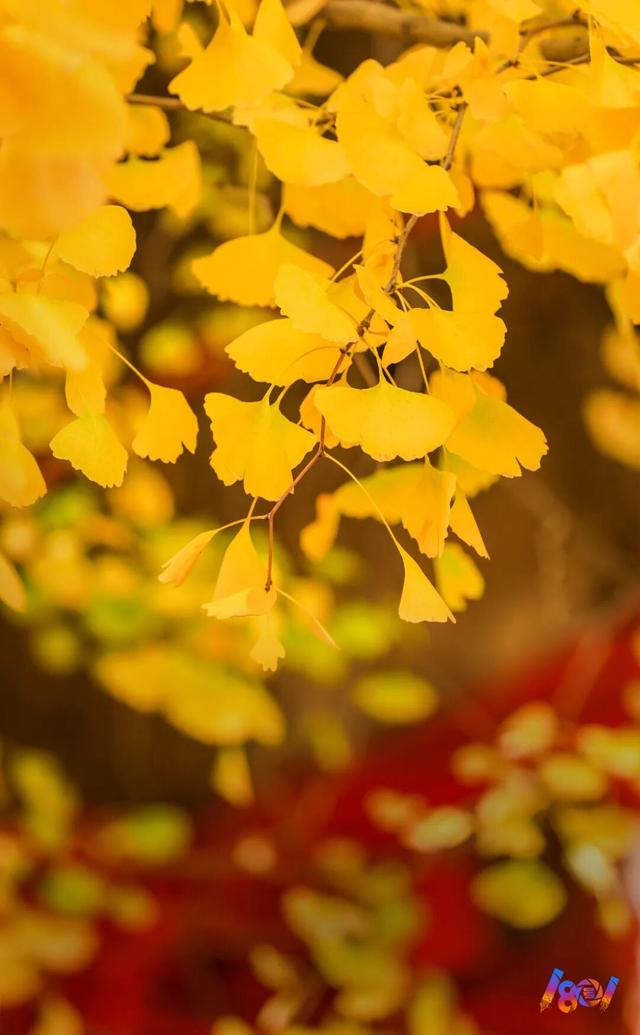 顶流“约会”，主角2500岁 ！潍坊安丘城顶山！