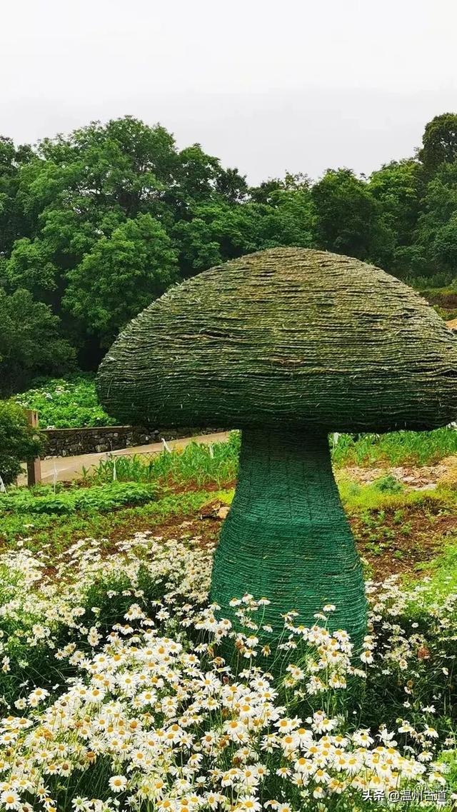 浙江这个山海古村,处在网红风景线上,丛林秘境中藏着一片花海