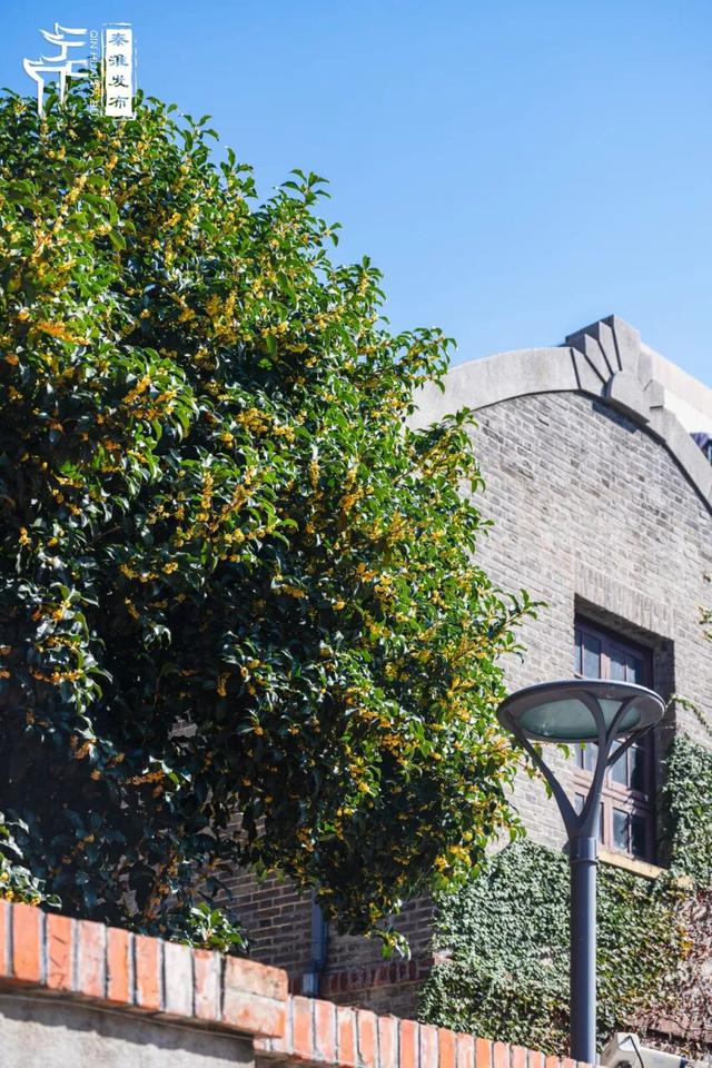 花样秦淮｜秋桂