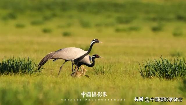 林树国｜塞罕坝林海之歌