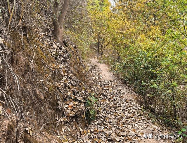 成都龙泉山冷门徒步路线，大片桉树林超美，不要门票，野趣十足！