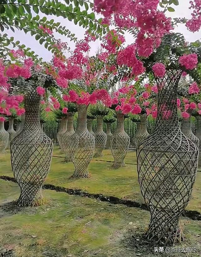 成都温江最美紫薇花大道，壮观色彩斑斓，不要门票，地铁公交直达
