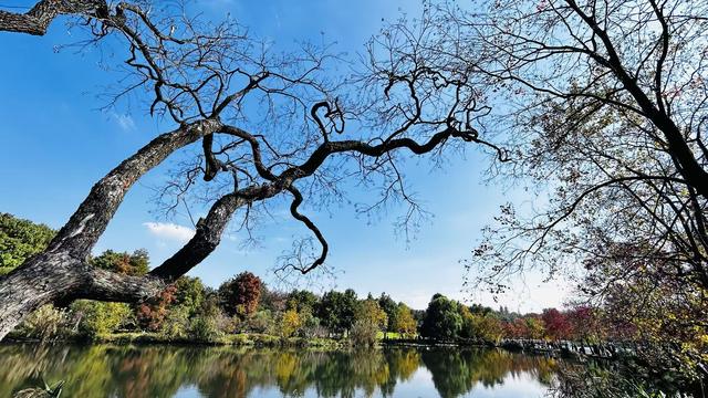 燕雀湖畔，红衫织就的秋日绮梦