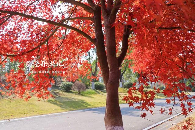 浙江宁波这个森林公园又火了，银杏林成为打卡胜地，水杉林更美丽