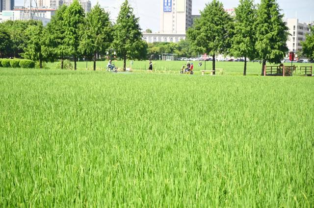 藏在城里的“小清新”：石碣起航广场水稻田正绿，赴一场与自然的温柔邂逅