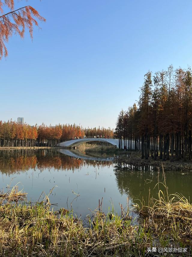 南昌鱼尾洲公园，几千株红杉在慢慢变红！