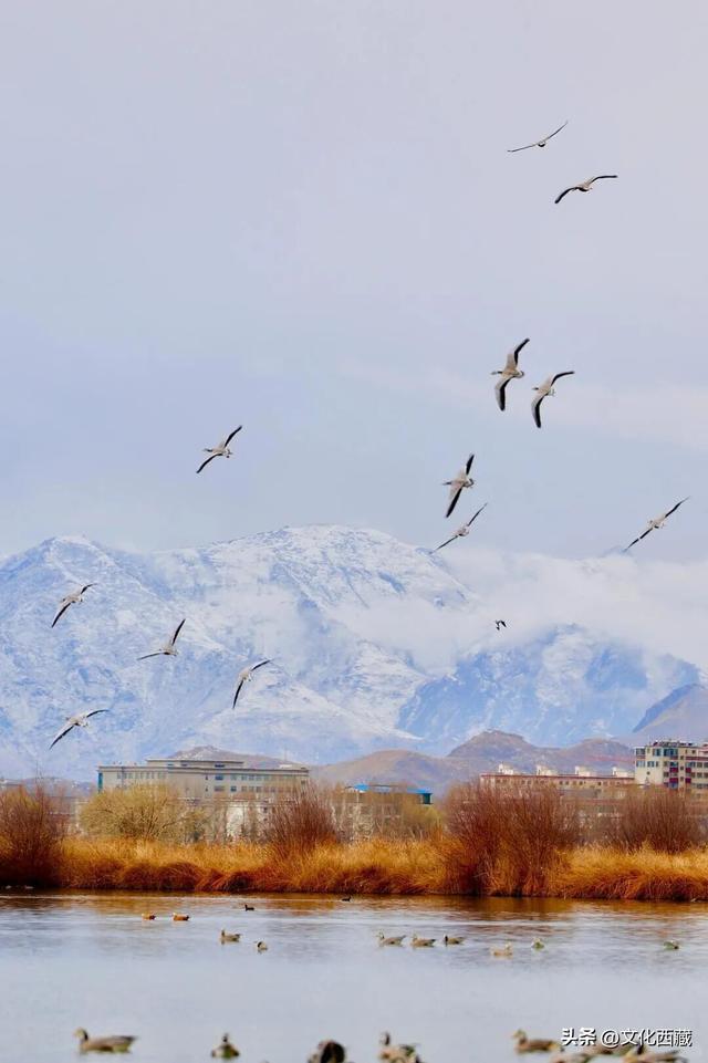 下次有朋友去拉萨，除了布达拉宫，请告诉他一定要逛逛这里