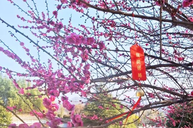 观音湖梅樱盛放！承包你的赏花浪漫