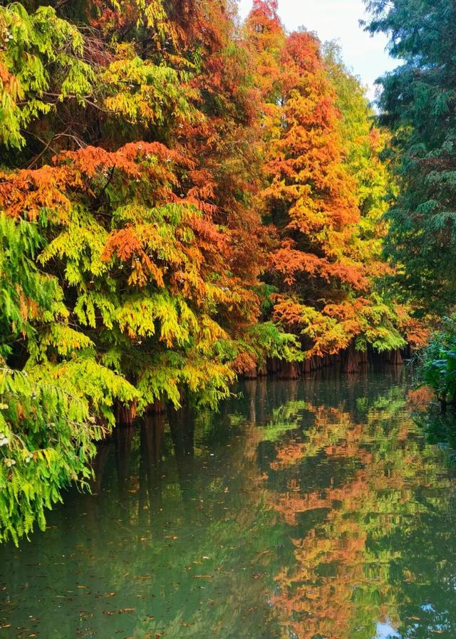 初冬限定！星湖美景焕新上线，打卡要趁早~