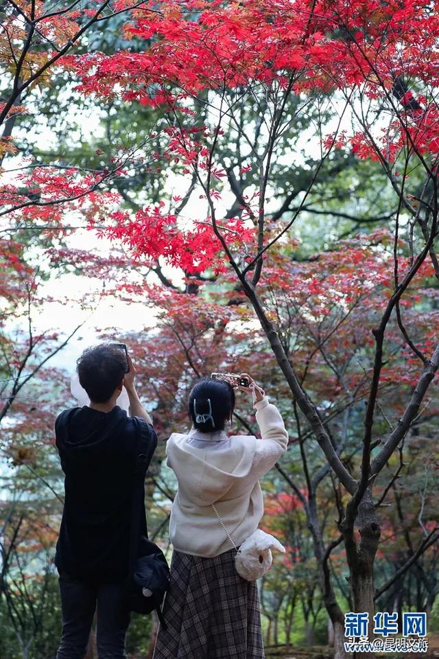 美上央媒!昆明红了!走走走,打卡最美枫景去,超全攻略速收藏→