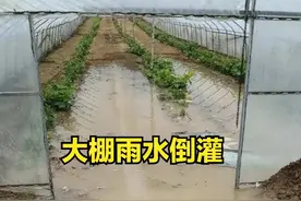 大棚防雨、防风和防塌陷？这3项措施夏季必做，不然后悔都来不及图片