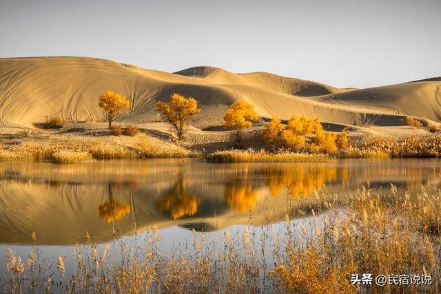 470万亩胡杨林带你秋游大美新疆