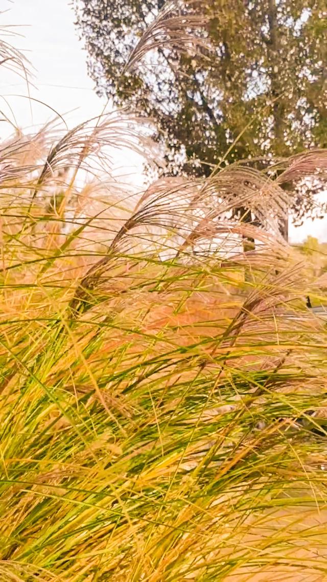 初冬，暖阳斜照时，这里仍有几分秋色——