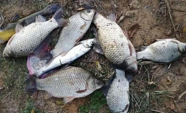 鲫鱼四大死穴曝光！抓住一个就能掏空鱼塘。