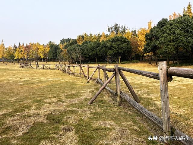 成都城市中的草原牧场，彩林比阿勒泰还美，公交车地铁直达！