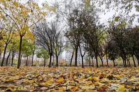 刚刚，天津发布寒潮预警！降温8-10℃！图片