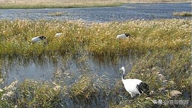 探秘东沟湿地狩猎区：一场原始野味的自然交响曲