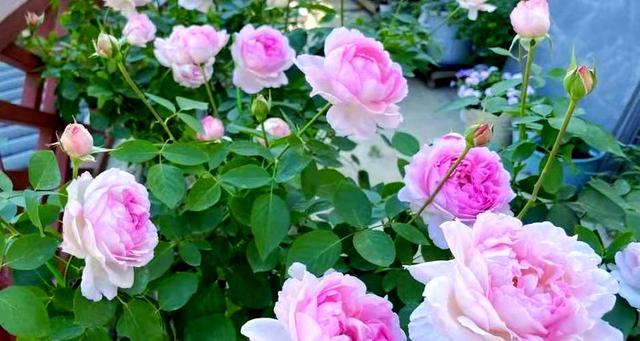 情感爆文:《爱一个人，就是愿意为他改变》