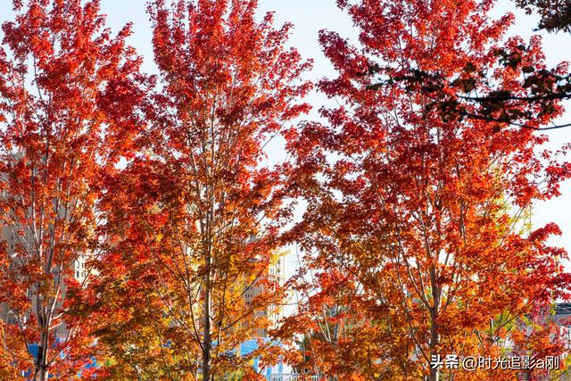 在正太广场，捡一片秋，装下整个城市的温柔！