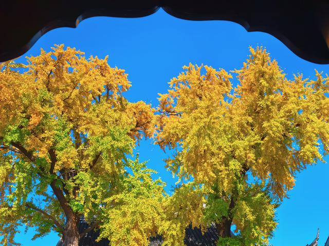 银杏鎏金，满城秋意关不住