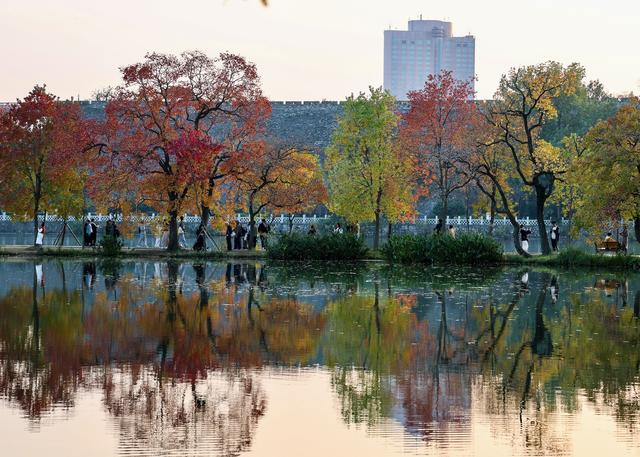 美文｜深秋的南京动人心魄，最让人触景生情的是优雅告别的秋叶