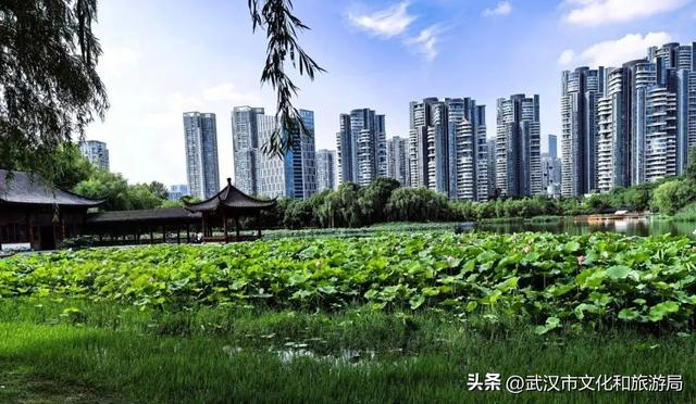 武汉荷花已到盛花期！5处赏荷地，地铁直达