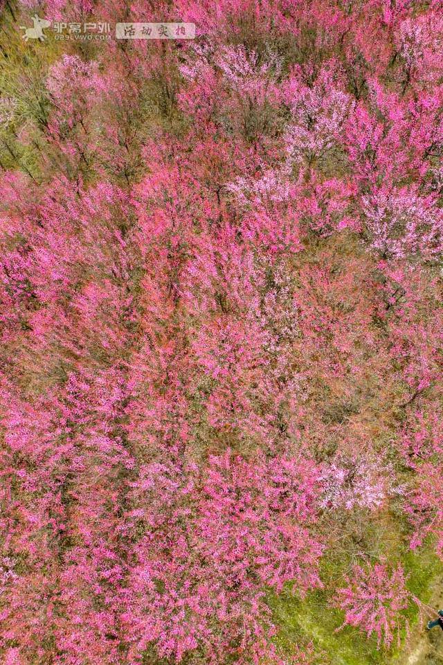 开啦!西安周边两处赏梅秘境,花开满屏VS品种多多,快去赏花走!