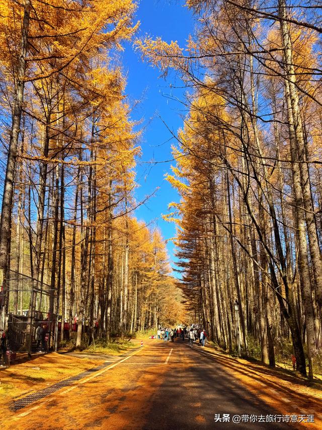 光雾山秋色斑斓，迎来23届光雾山国际红叶节