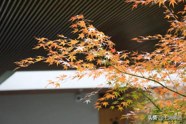 奉浦校园初冬美景大赏，你家娃的学校藏着这样的冬日浪漫