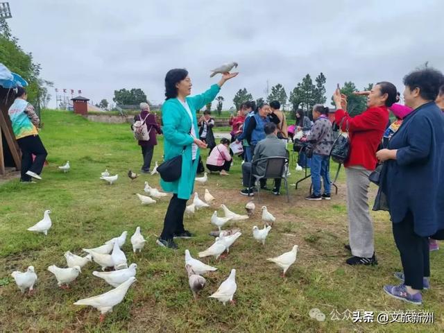 重阳节专属福利 | 陪爸妈游新洲，这些景区门票全免！赏菊、看戏、采摘…赶紧安排！