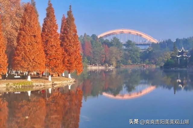 观山湖藏着一封金色情书，落款是银杏与梧桐（附最全攻略）