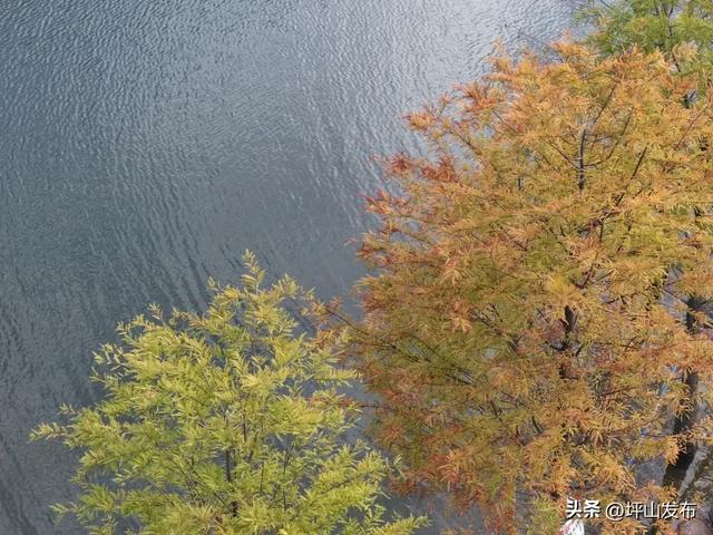 落羽杉红了!深圳坪山最浪漫的“美拉德季”如约而至