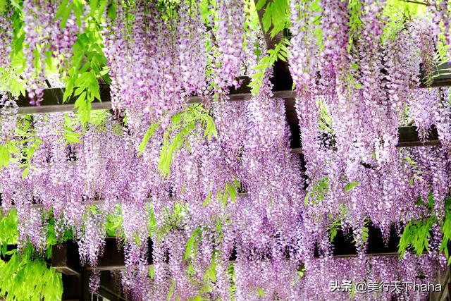 玉渊潭公园紫藤花开，诗意满满，演绎“一帘幽梦”的极致浪漫