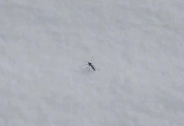 雪地惊现“反季蚊子”！蚊子“变异”已出现抗寒性？