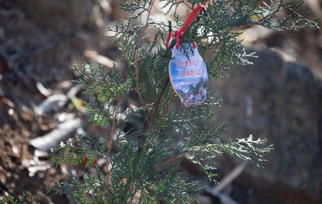 传承2100年汉柏基因 泰山桃花源添77株“古树后代”