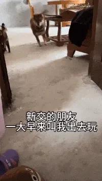 大学生放假回村，全村的狗都崩溃了：求求你们快去上学吧！